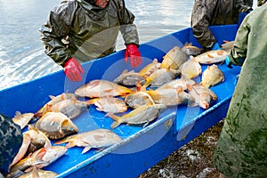 Fishermen in waterproof overalls sorting crap fish from fishpond, harvest at fish farm