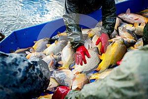 Fishermen in waterproof overalls sorting crap fish from fishpond, harvest at fish farm