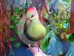 Fishers Turaco Bird