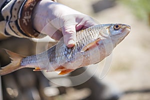 A fisherwoman shows a newly caught fish in her hands