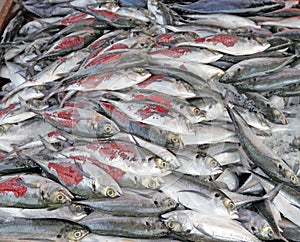 Fishery photo