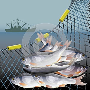Fishery poster vector