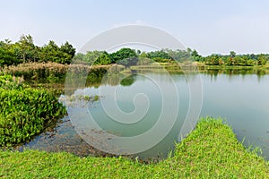 Fishery wetland