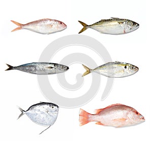 Fishes photo