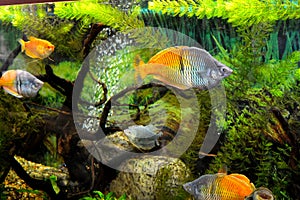 Fishes on an aquarium