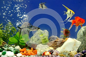 Fishes in the aquarium