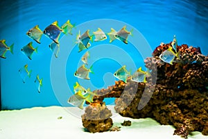 Fishes in aquarium