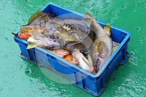 Fishes in box, the result of sport fishing.  Codfish Pacific Cod, Gadus macrocephalus, different species of rockfish Sebastes.
