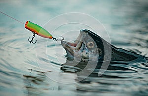 Fishes catching hooks. Fisherman and trout. Bass fishing splash. Catching a big fish with a fishing pole. Lure fishing