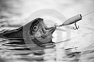 Fishes catching hooks. Fisherman and trout. Bass fishing splash. Catching a big fish with a fishing pole. Lure fishing