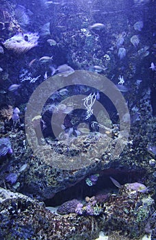 Fishes and colorful anemones diving in water aquarium interior in Lisbon Oceanarium