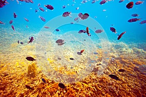 Fishes on coral reef area