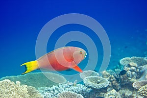Fishes in corals photo