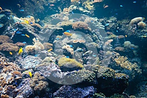 Fishes and corals underwater reef, colorful sea life