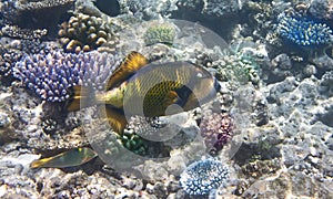 Fishes in corals. Underwater world