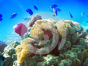 Fishes in corals. Underwater world