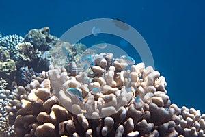 Fishes in corals. Underwater world