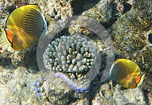 Fishes in corals. Underwater world