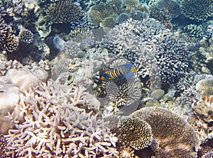 Fishes in corals. Underwater world