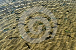 Fishes in crystal clear water in Taipus de Fora, Marau, Brazil