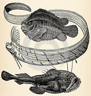 The fishes - Cyclopterus lumpus, Giant oarfish (Regalecus glesne) and Lophius piscatorius.