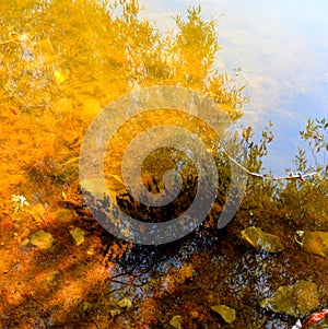 Fishes in Defileul DunÄƒrii Donau, Danube, also known as Clisura DunÄƒrii, a geographical region in Romania.