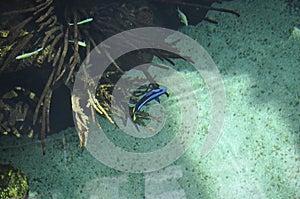 Fishes diving in water aquarium interior in Lisbon Oceanarium