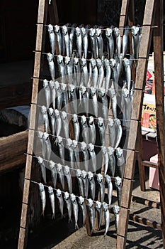 Fishes are drying in front of a shop in Amanohashidate (Japan)