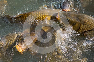 Fishes gimmick in lake