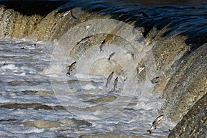 Fishes go for spawning upstream. Vimba jumps over waterfall on the Venta River. Kuldiga, Latvia