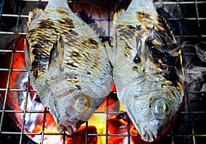 Fishes grill on the charcoal .