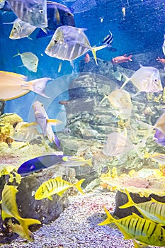 Fishes in Hanwah Aqua Planet Jeju, located nearby Seopjikoji and