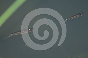 Fishes in the Hiran river, Sasan, Gir Sanctuary.