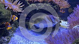 fishes live in harmony together in the coral area aquarium.