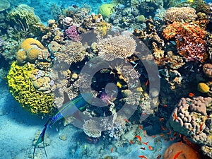 Fishes living in the coral of the Red Sea, Eilat, Israel