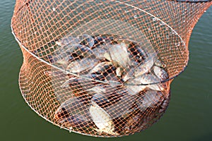 Fishes in mesh bag