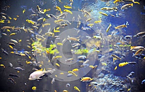 Fishes in natural background
