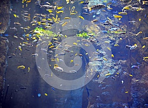 Fishes in natural background