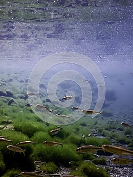 Fishes in natural habitat, Freshwater fishes