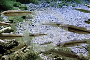 Fishes in natural habitat, Freshwater fishes