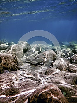 Fishes in natural habitat, Freshwater fishes