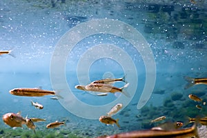 Fishes in natural habitat, Freshwater fishes