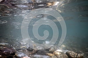 Fishes in natural habitat, Mountain River Underwater