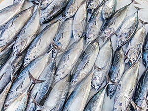Fishes pattern or Tuna pattern