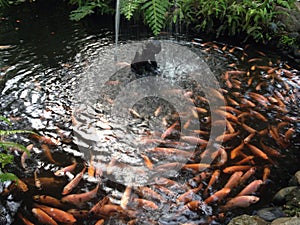 Fishes in the pond