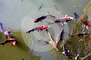 Fishes on the pond in Brooklyn Botanic Garden, New York City