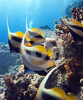 Fishes in the red sea