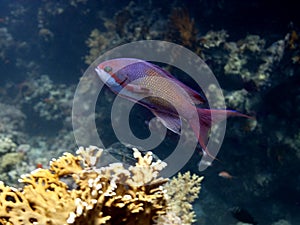 Fishes in the red sea - Pseudanthias squamipinnis