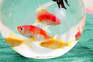 Fishes in a round glass bowl red carps green backg