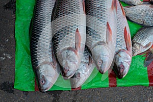 Fishes for sale, Kolkata, West Bengal, India photo